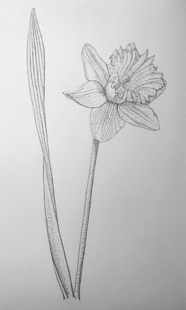 Little Daffodil
