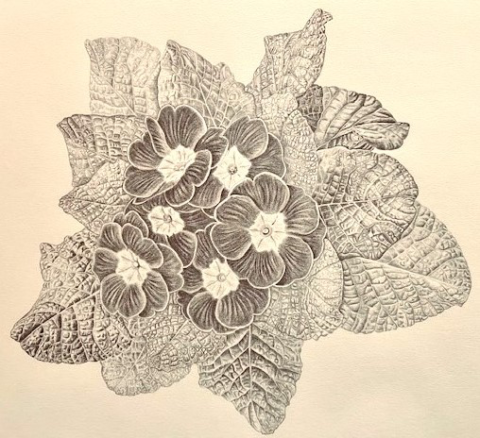 Pretty Primula Graphite