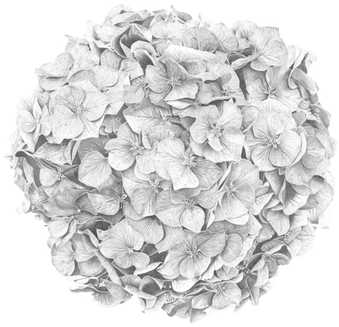 Hydrangea Macrophylla